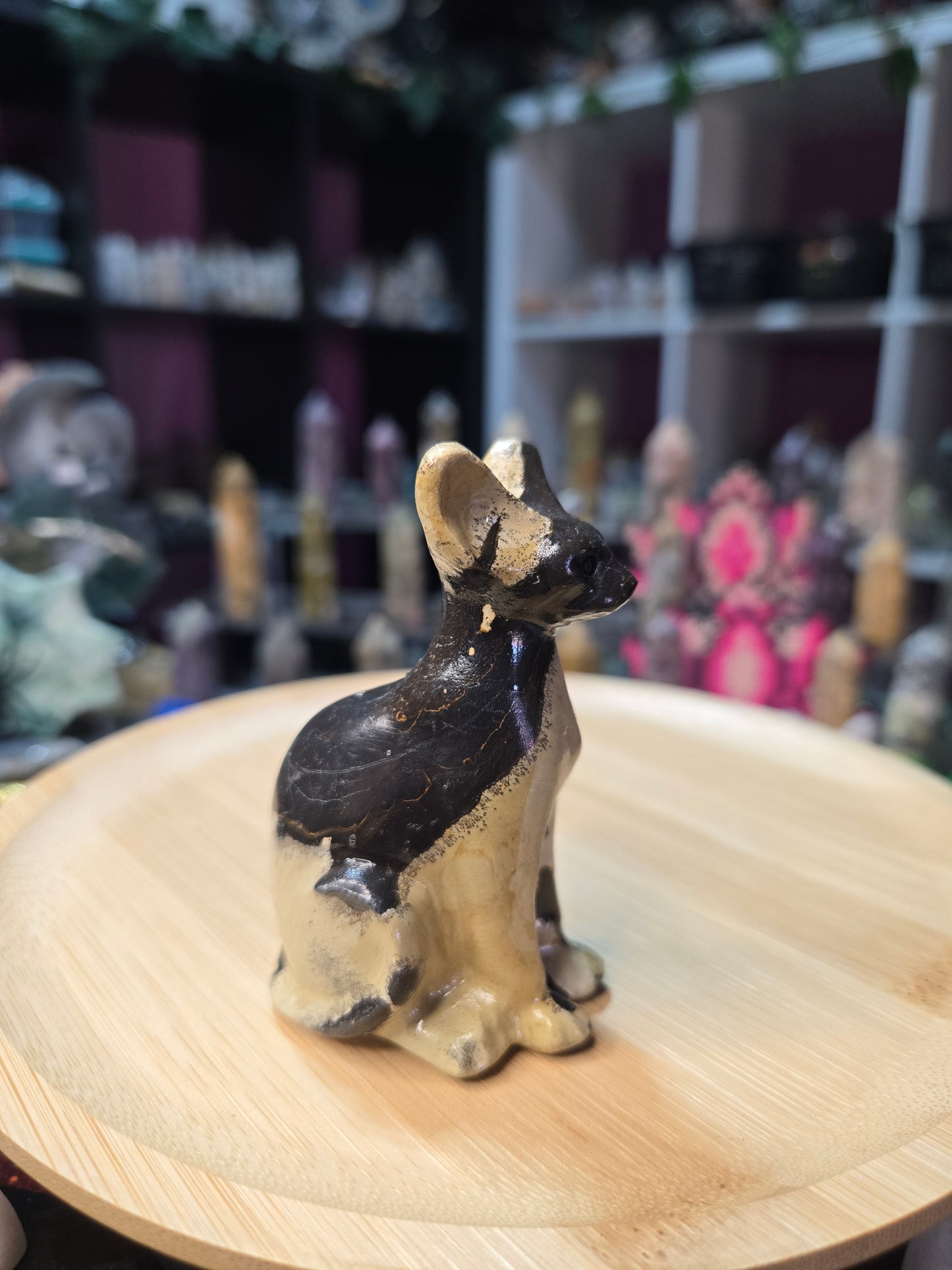 Picture Jasper Cat