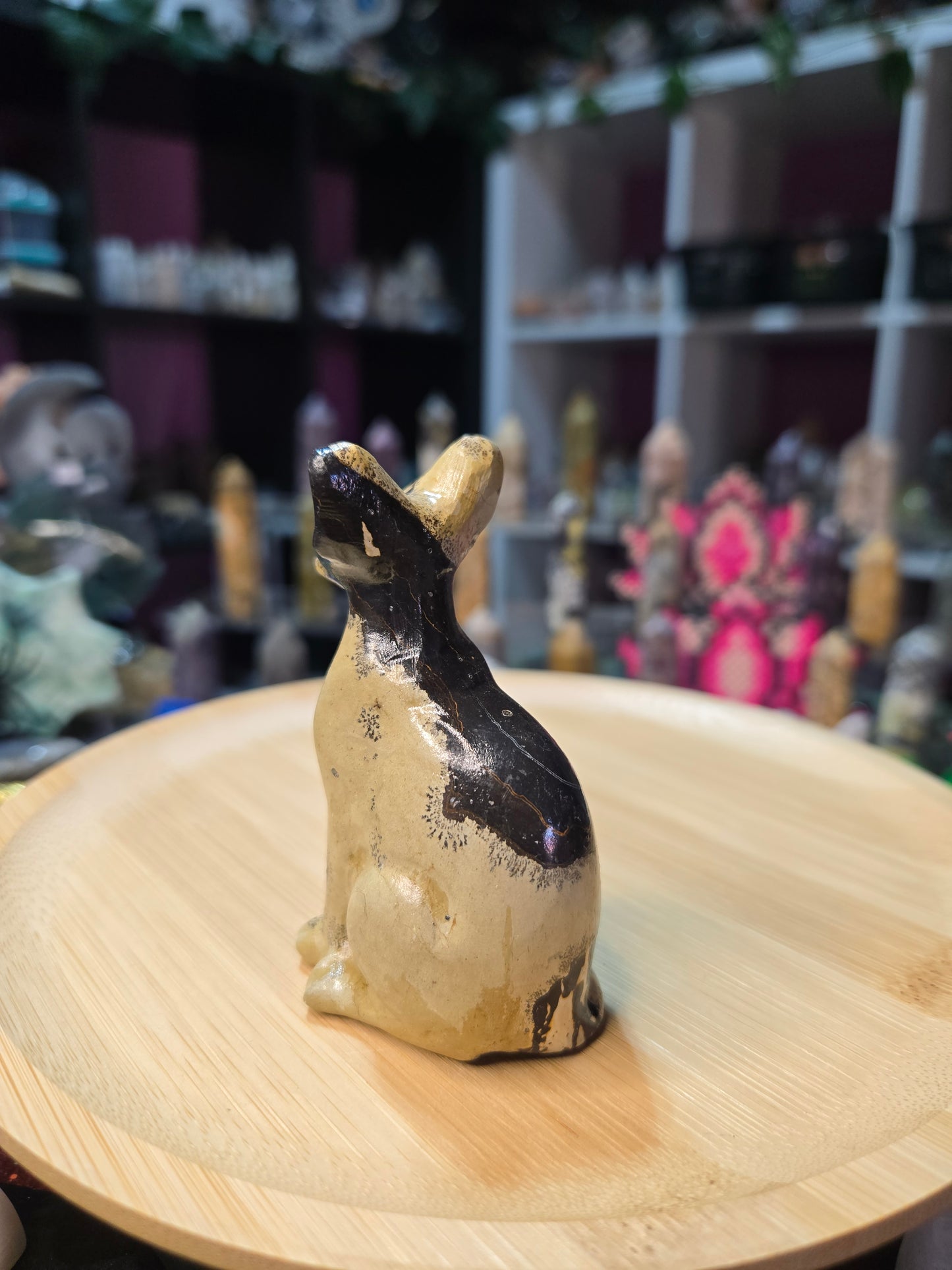 Picture Jasper Cat